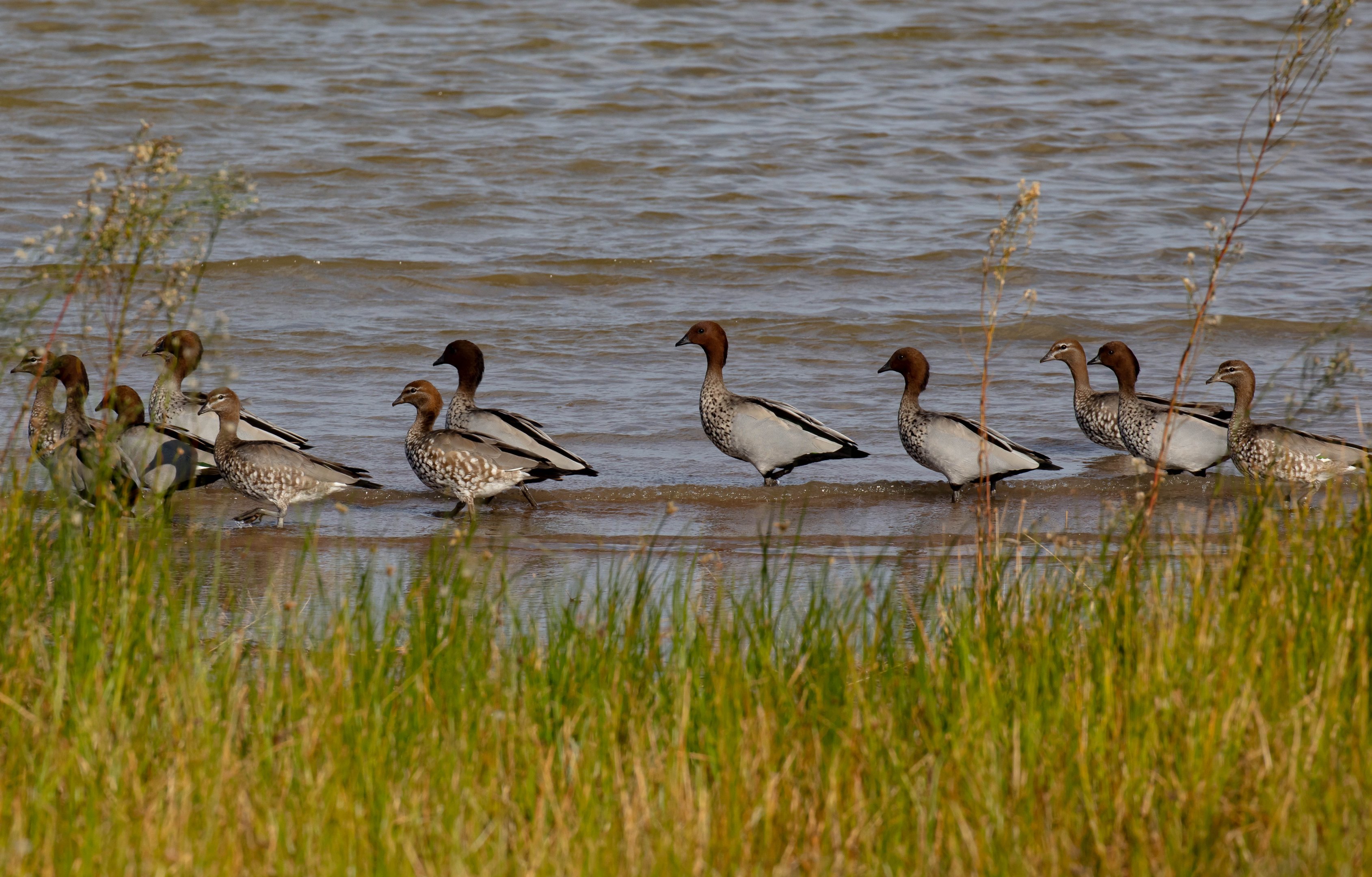 Australian Wood Ducks