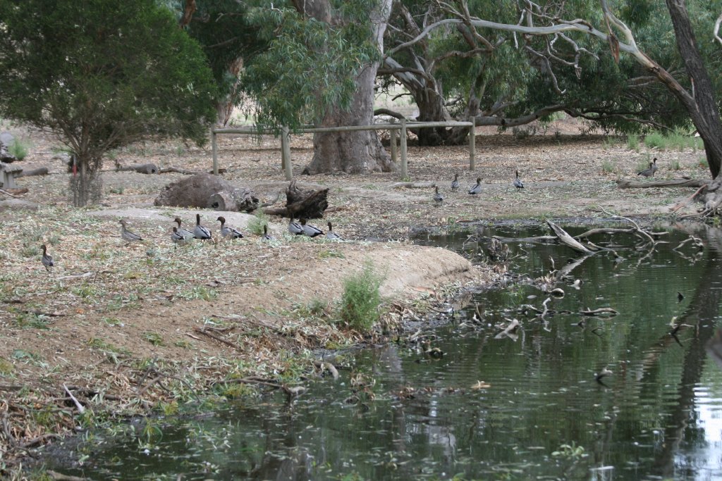 Australian Wood Ducks