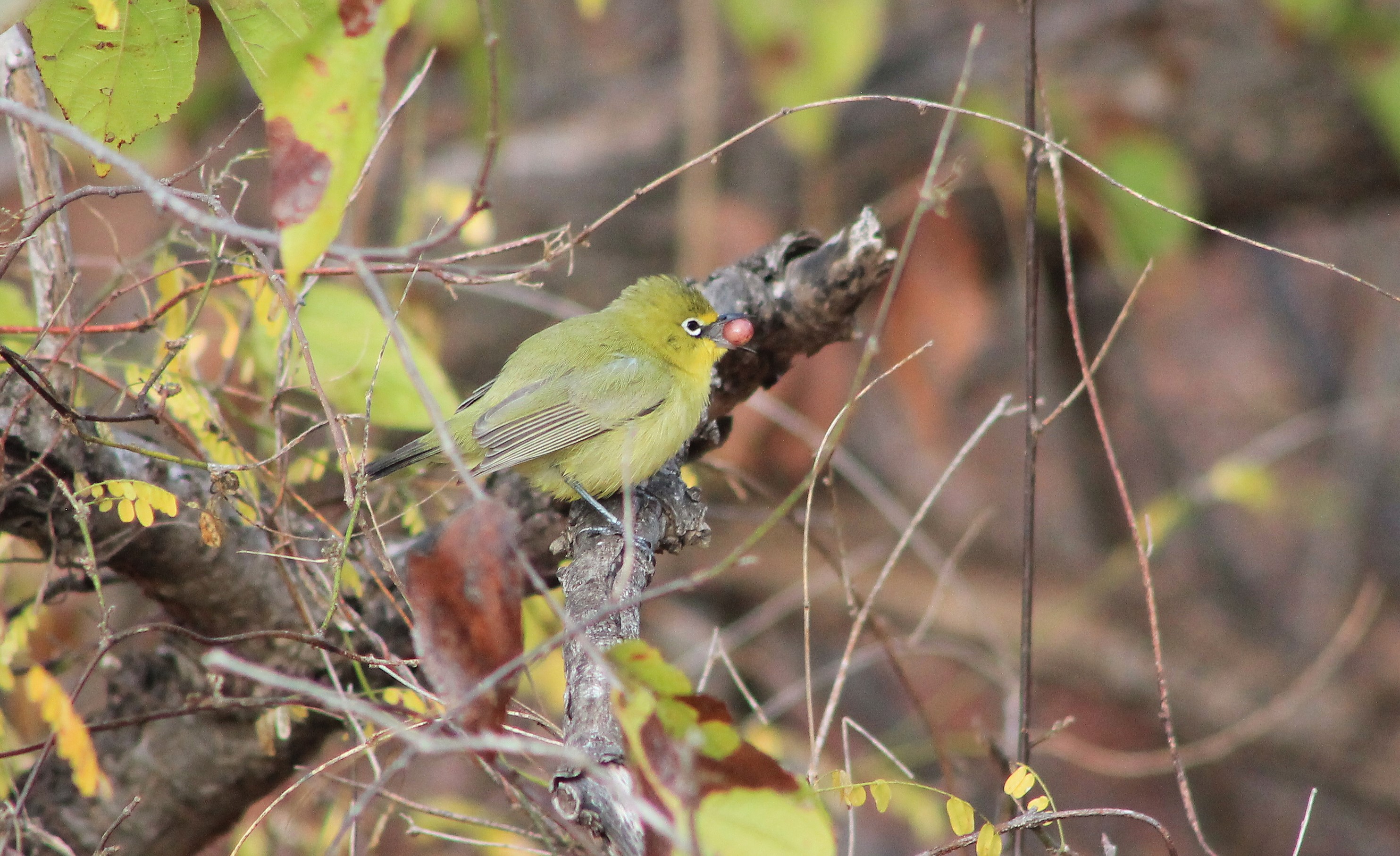 Australian Yellow White-eye (Zosterops luteus)