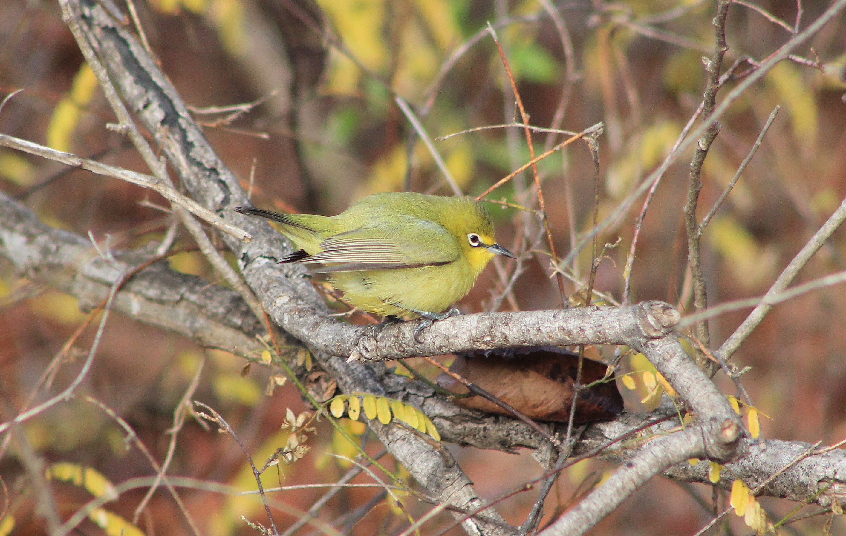 Australian Yellow White-eye (Zosterops luteus)