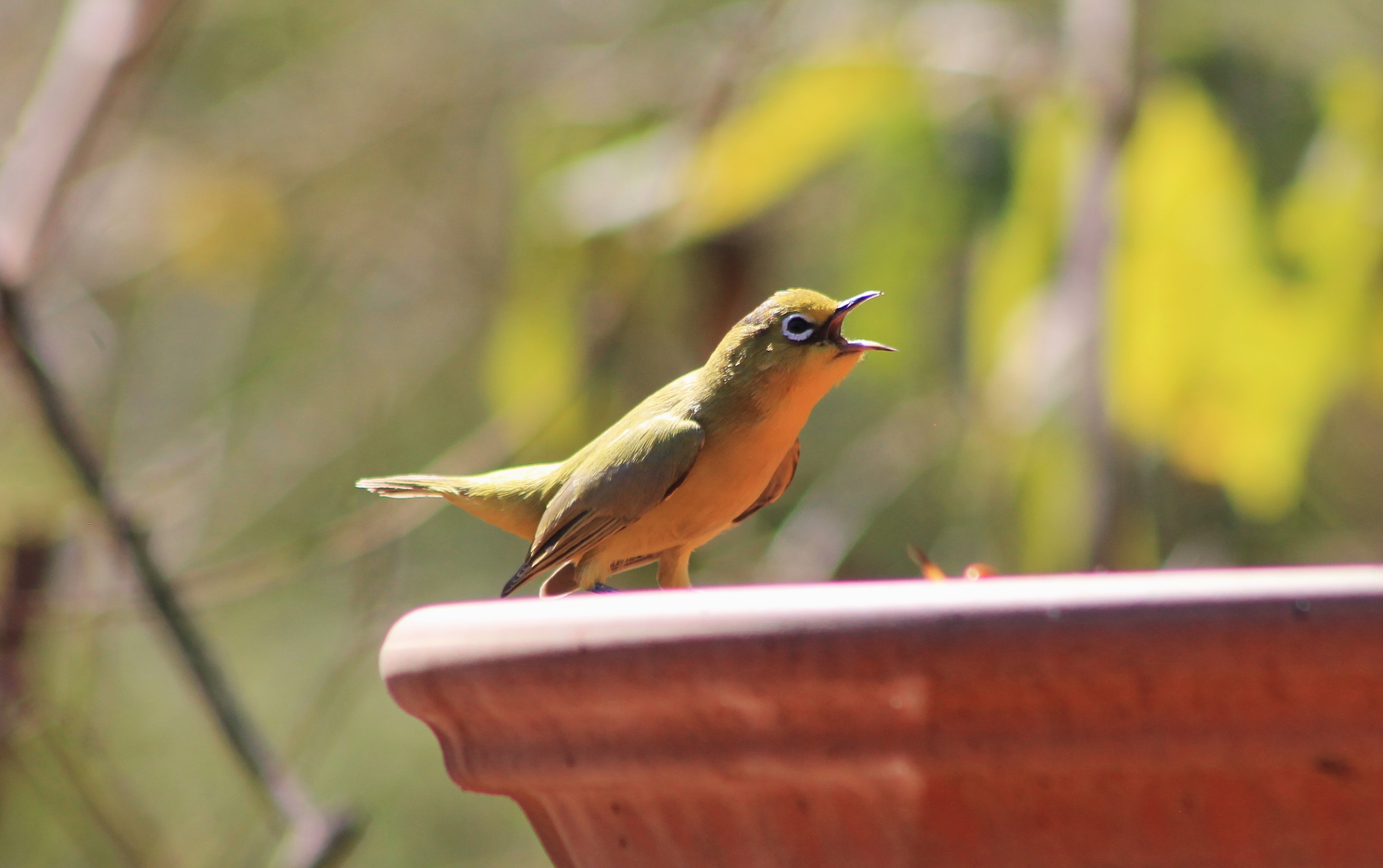 Australian Yellow White-eye (Zosterops luteus)