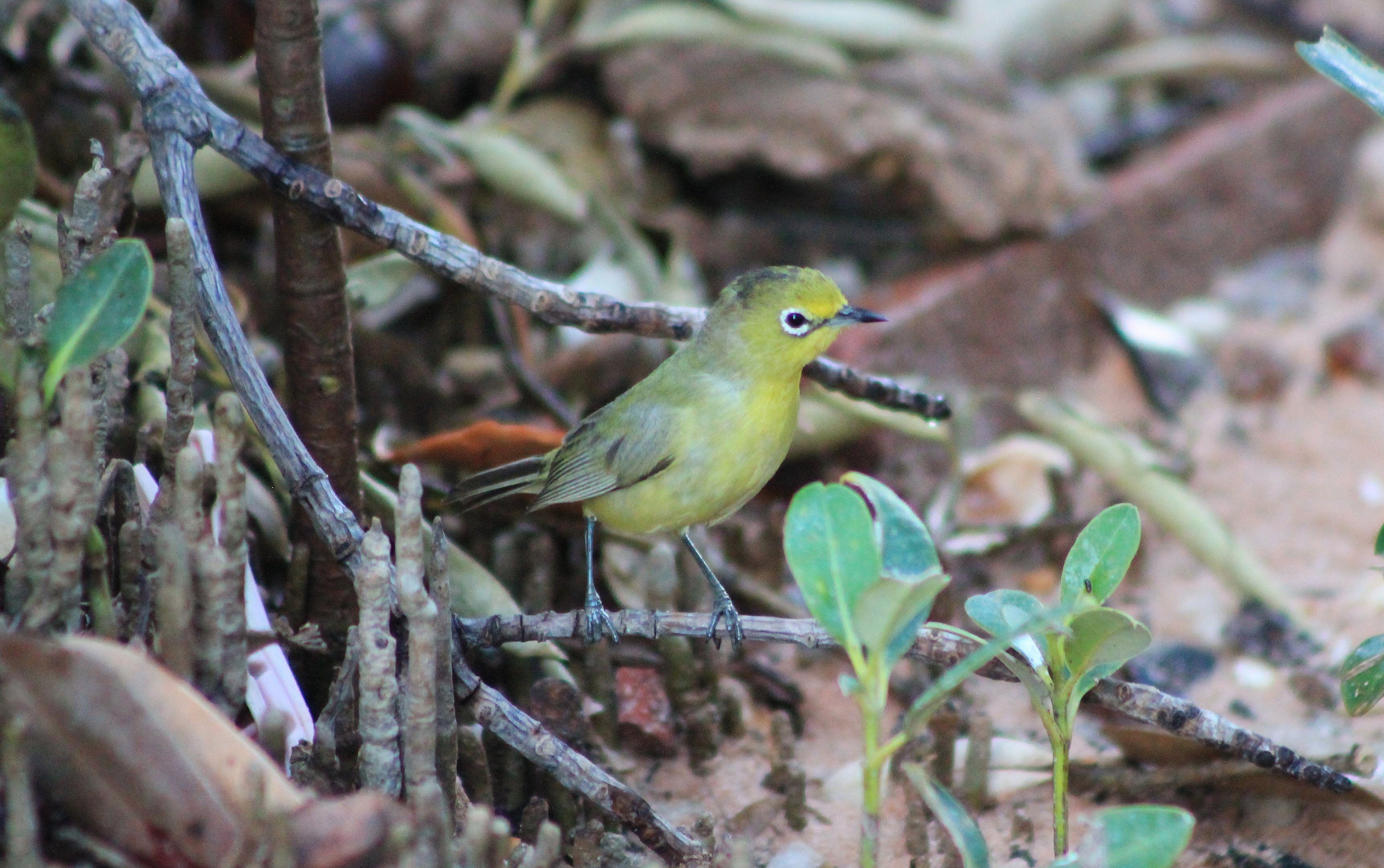 Australian Yellow White-eye (Zosterops luteus)