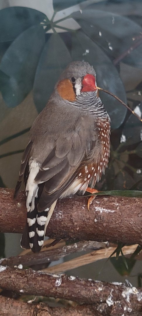 Australian Zebra Finch (1/25/25)