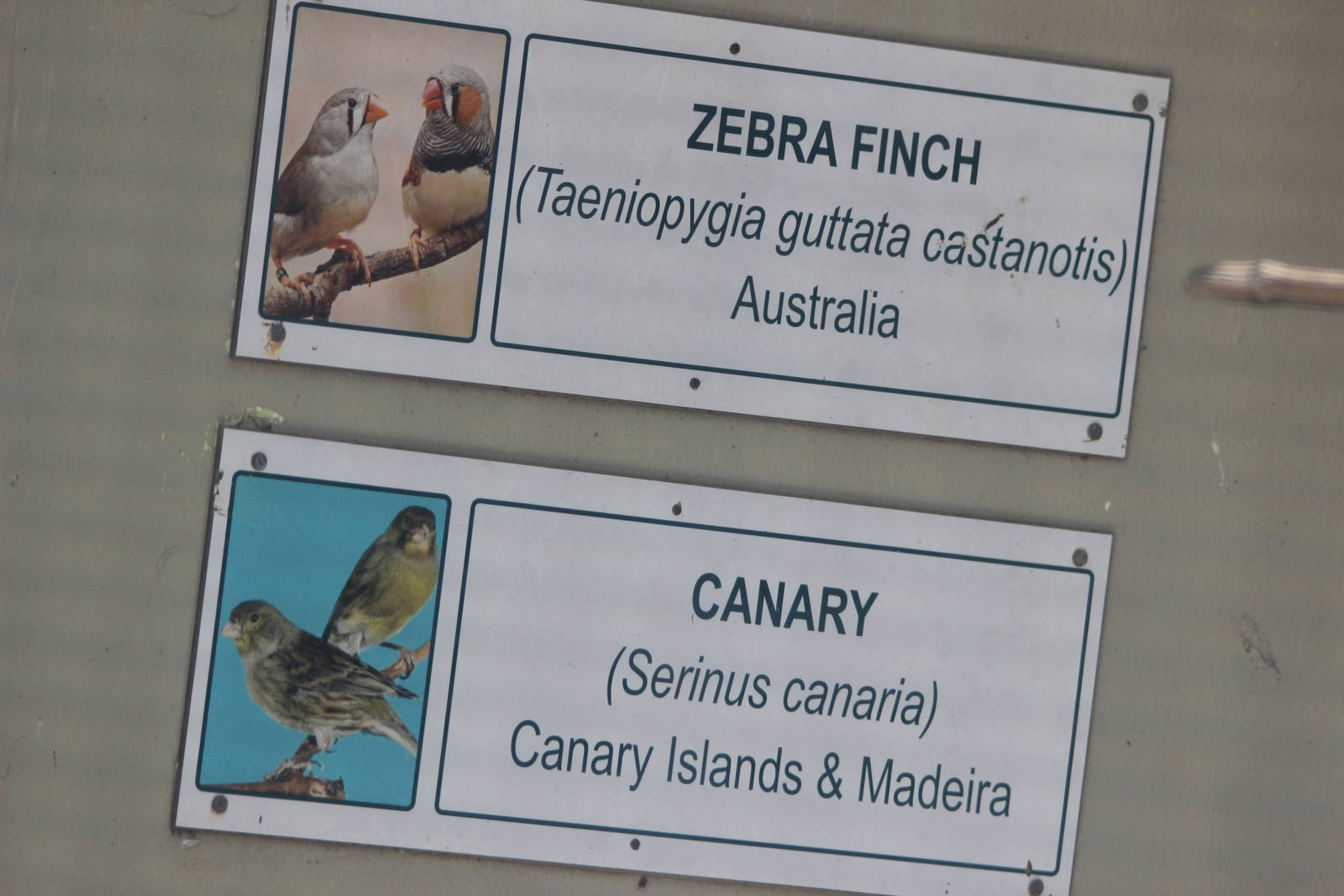 Australian Zebra Finch and Canary signs, Riddiford Garden aviary