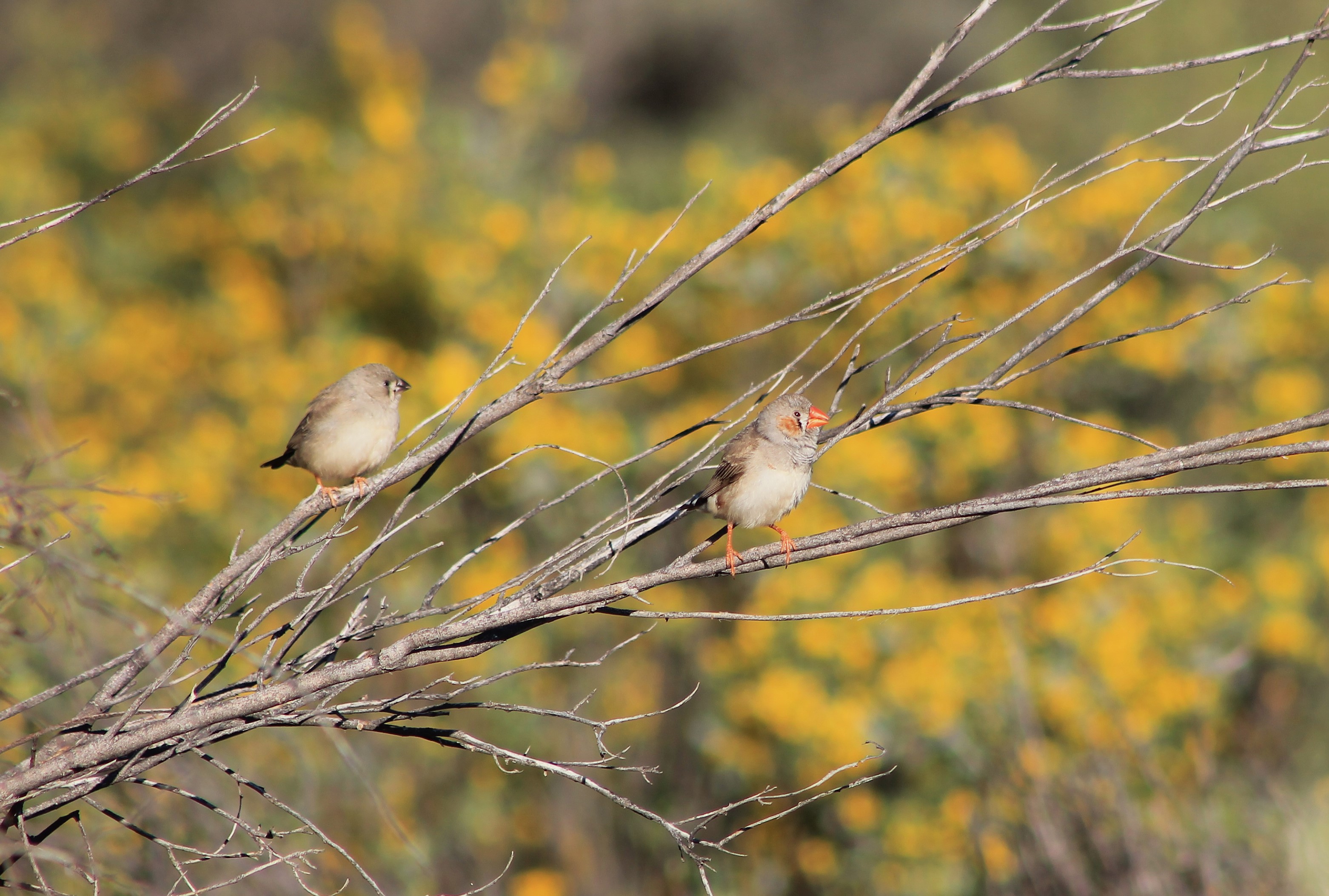 Australian Zebra Finch (Taeniopygia castanotis)