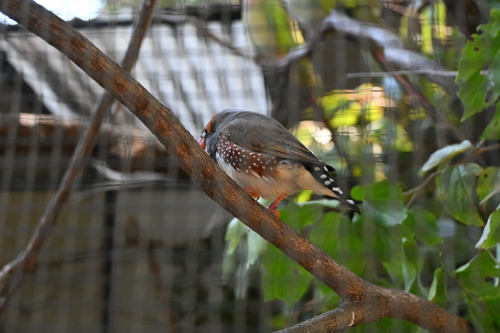 Australian Zebra Finch