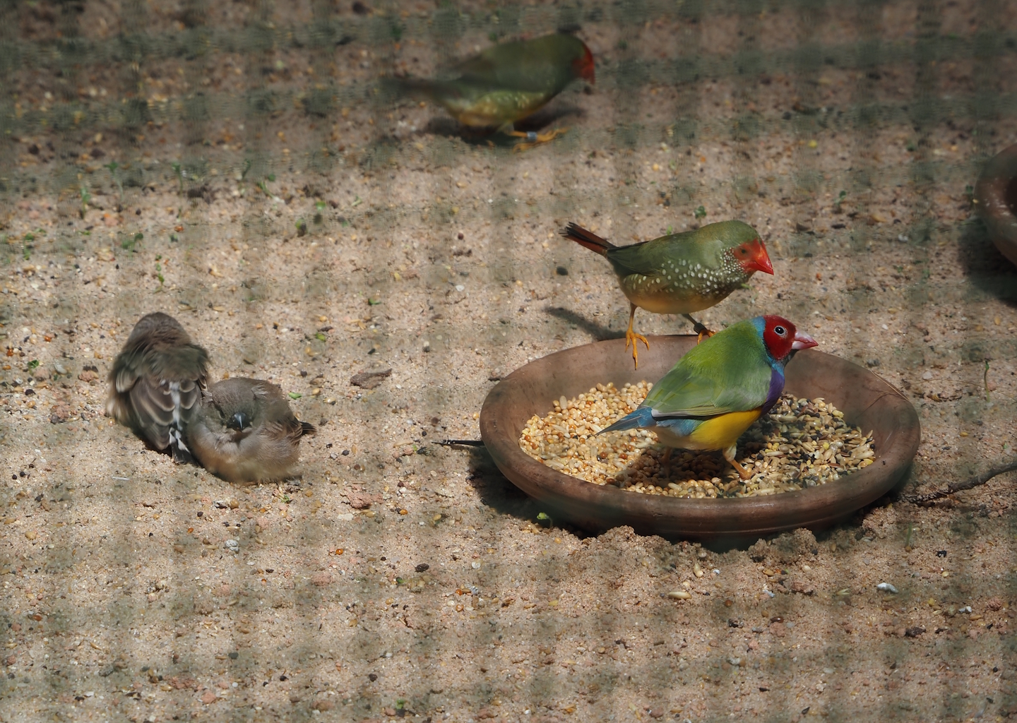 Australian zebra finches, Star finch and Gouldian finch, 2024-05-22