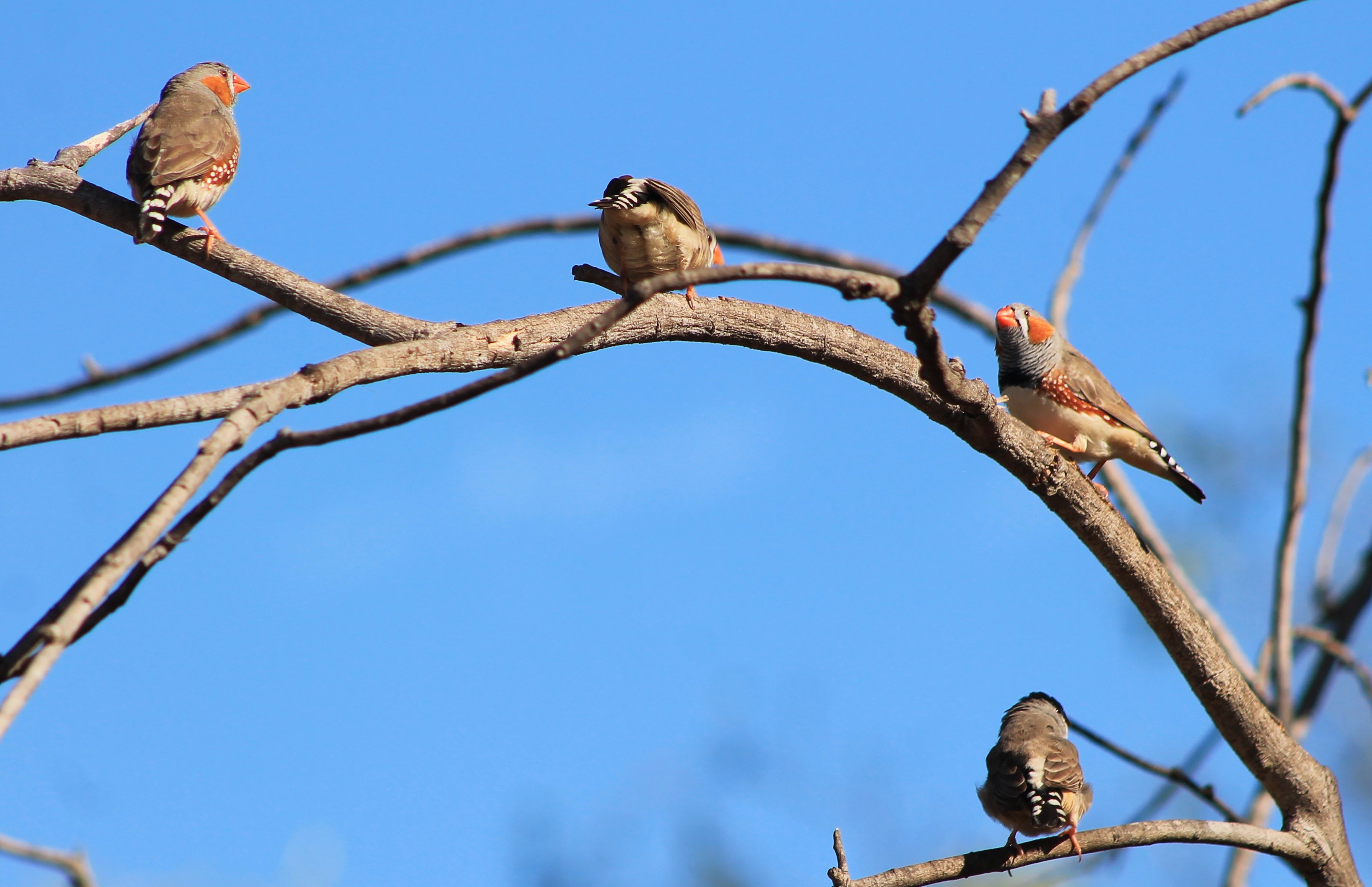 Australian Zebra Finches (Taeniopygia castanotis)