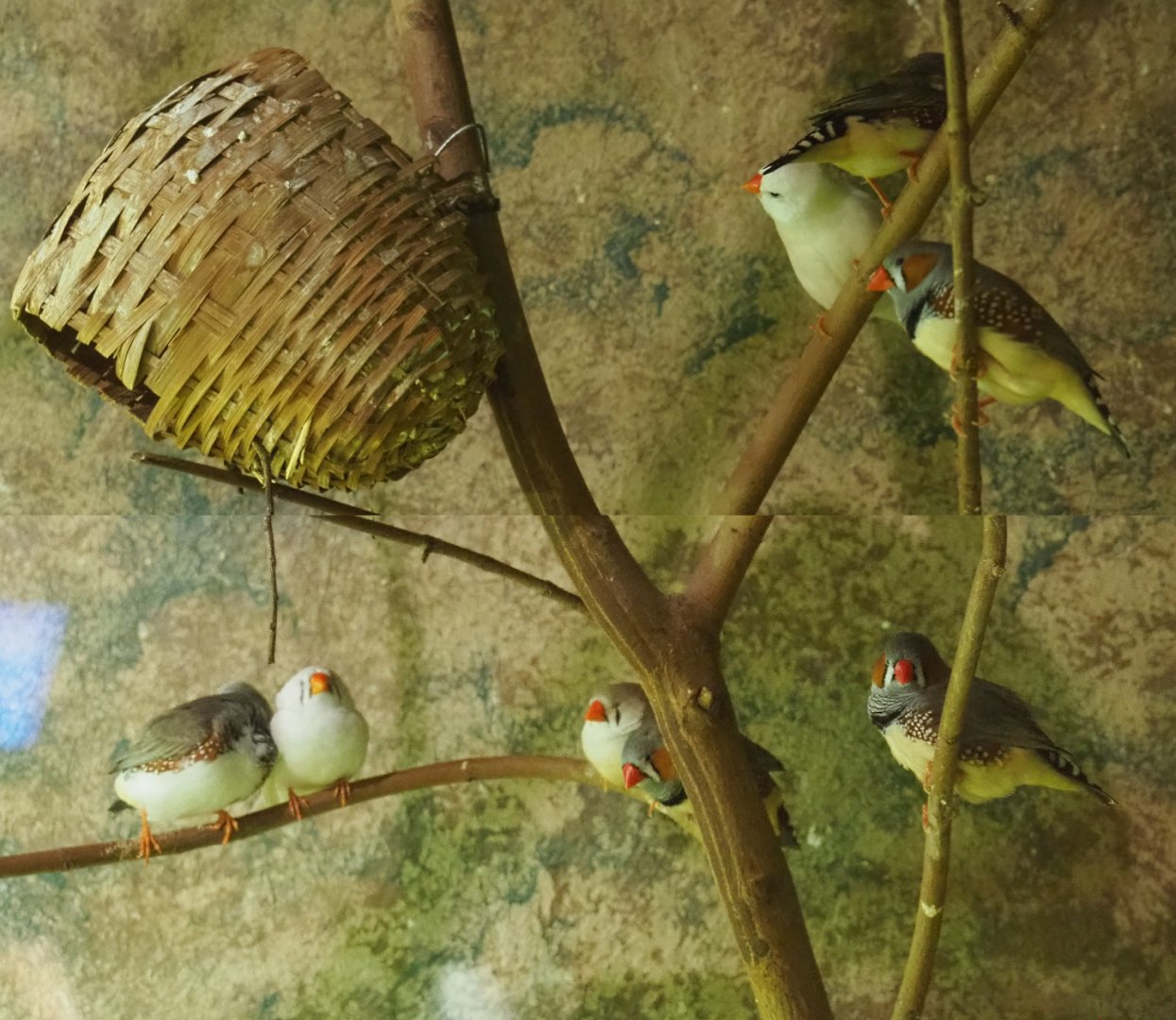 Australian zebra finches (Taeniopygia guttata castanotis), 2020-09-02