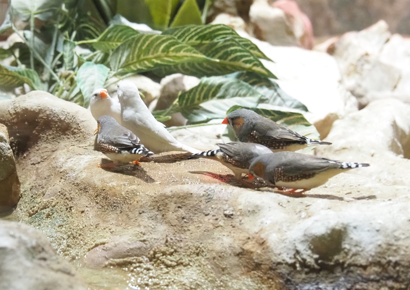 Australian Zebra finches (Taeniopygia guttata castanotis), 2021-09-03