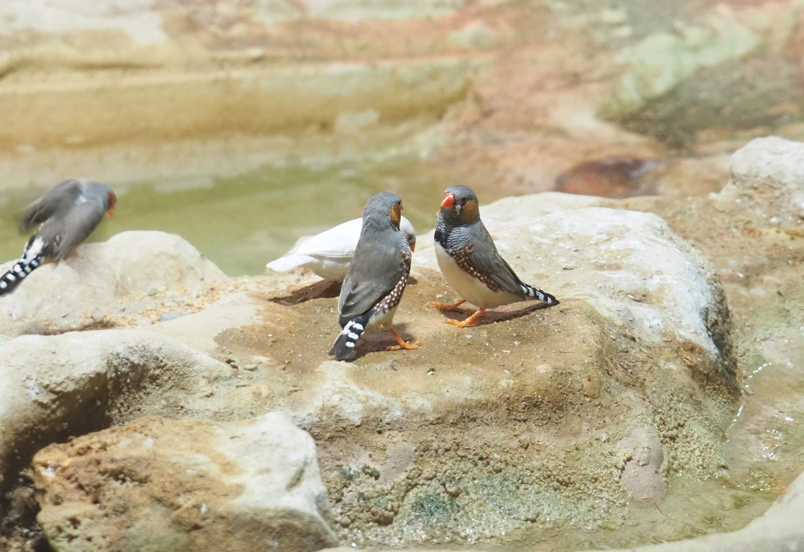 Australian Zebra finches (Taeniopygia guttata castanotis), 2021-09-03