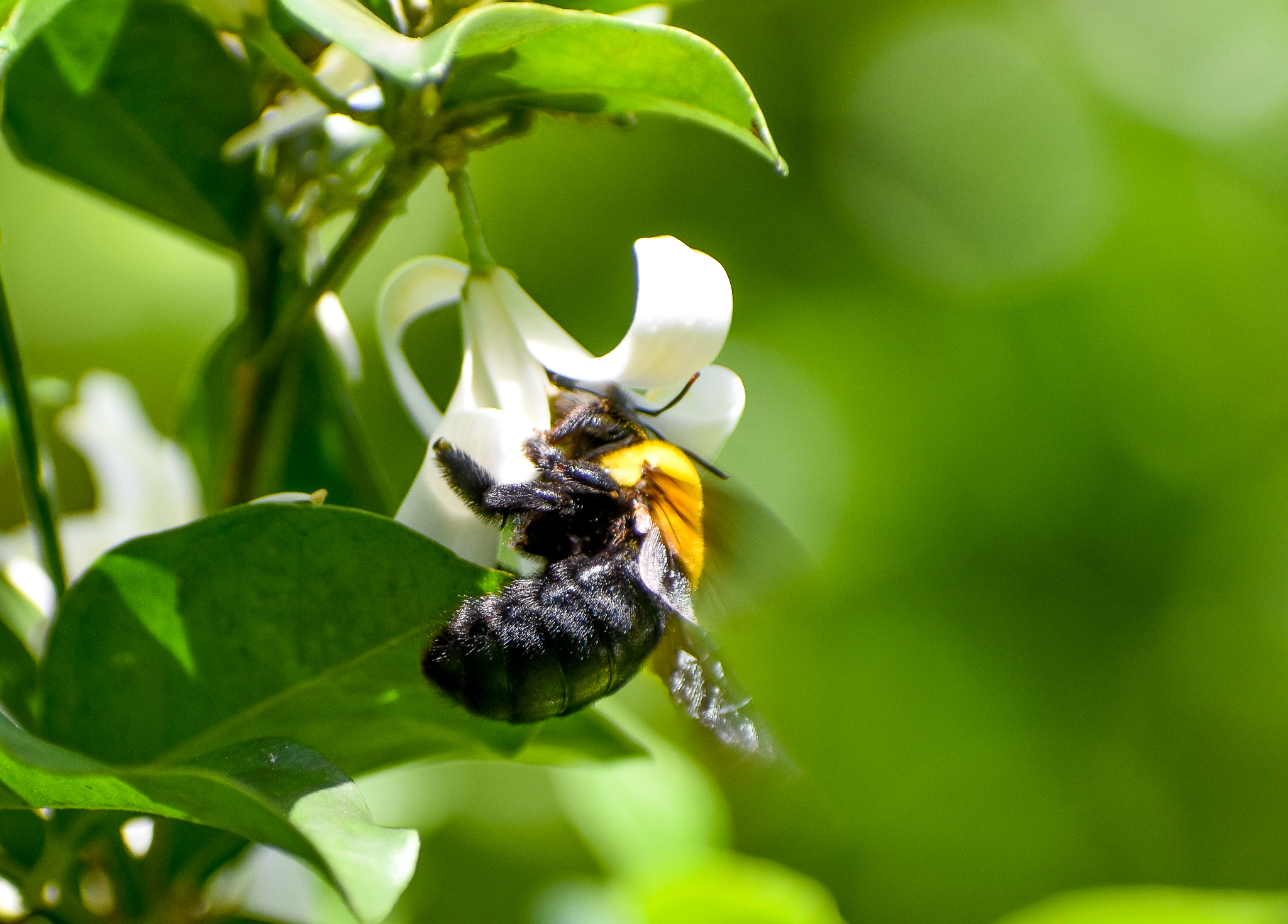Australia's largest bee - Great Carpenter Bee
