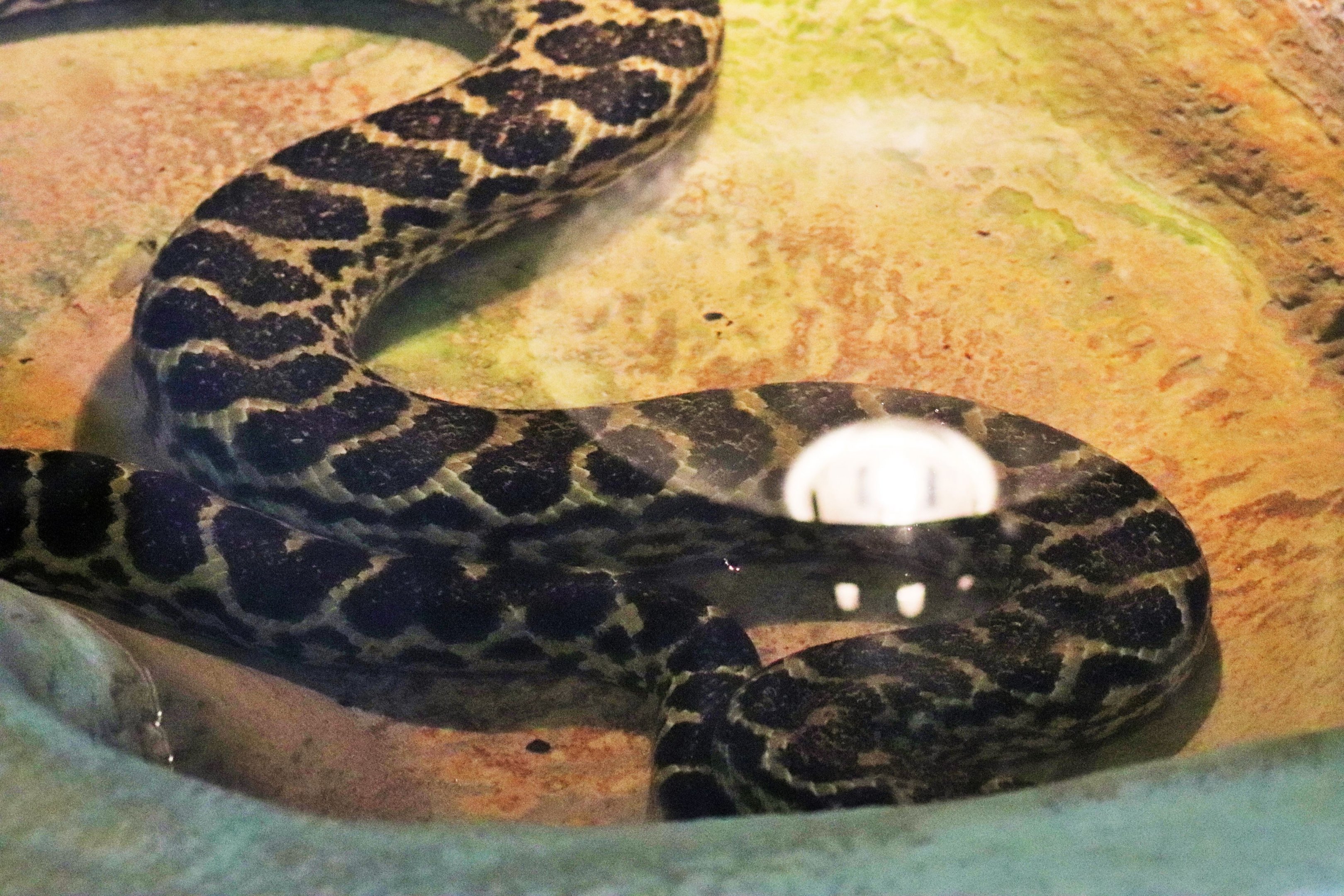 Australia's Last Yellow Anaconda (Eunectes notaeus)