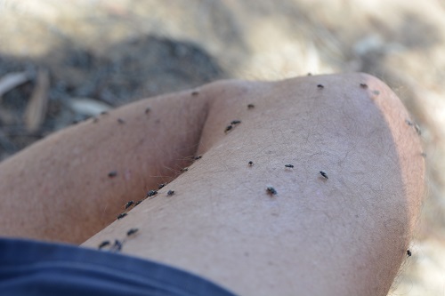 Australia's most common bush animal -- bushflies