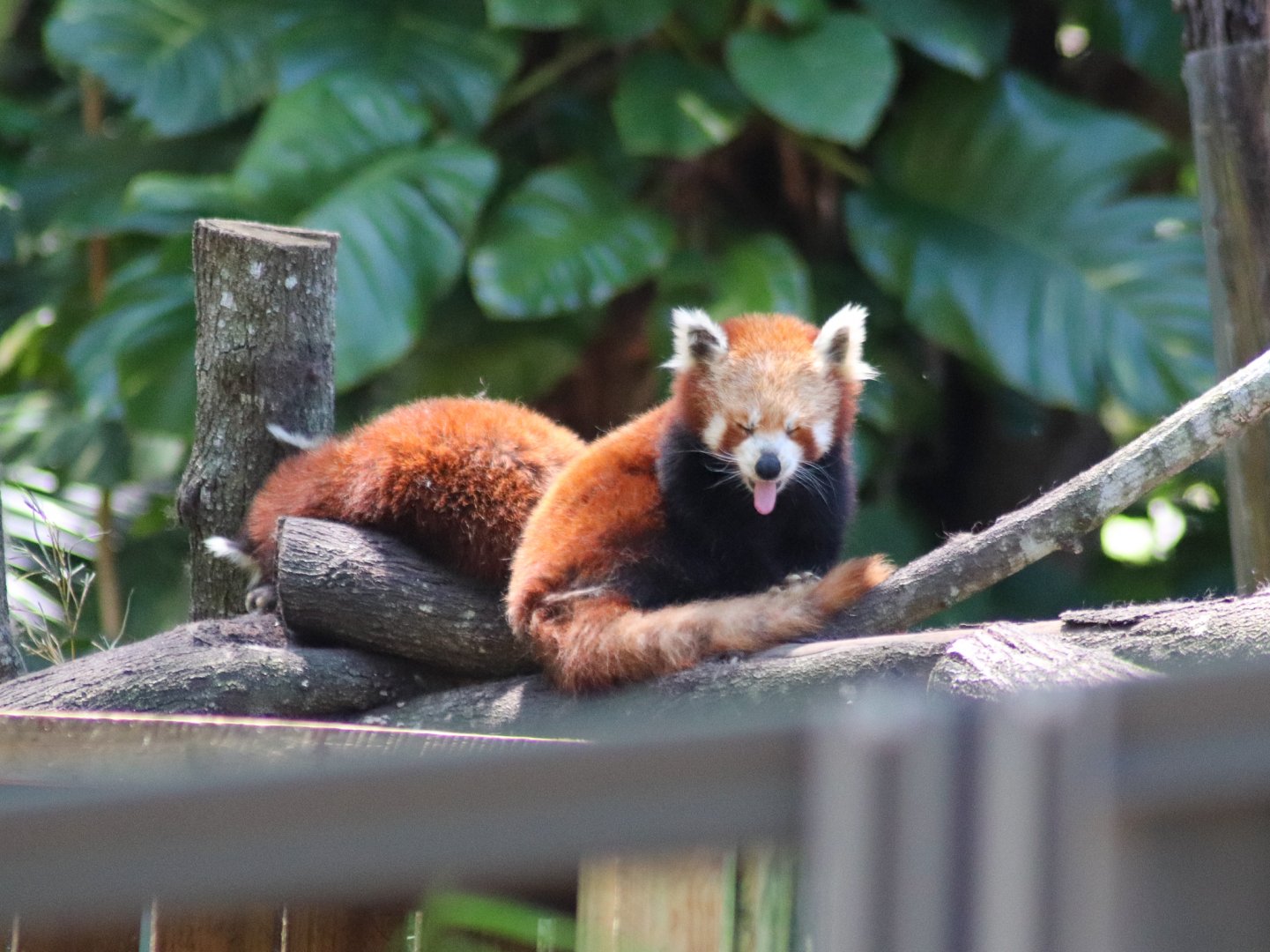 Australia's Oldest Red Pandas