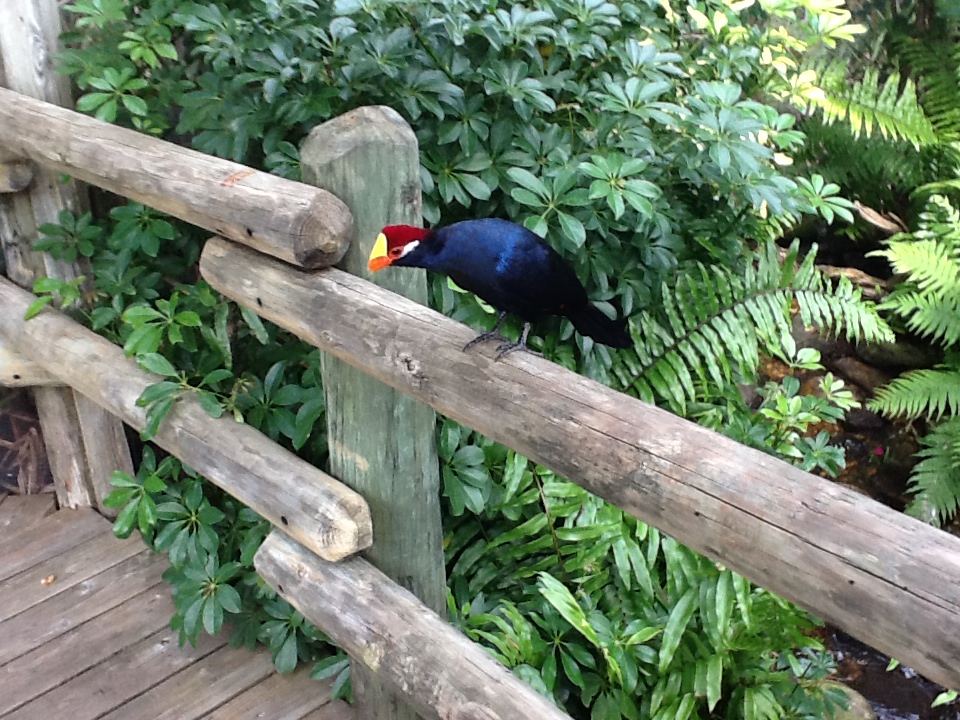 Australiasia- Violet Plaintain-Eater