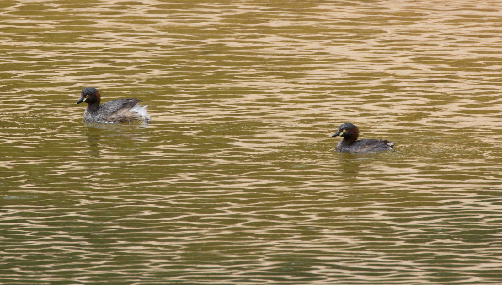 Australiasian Grebes