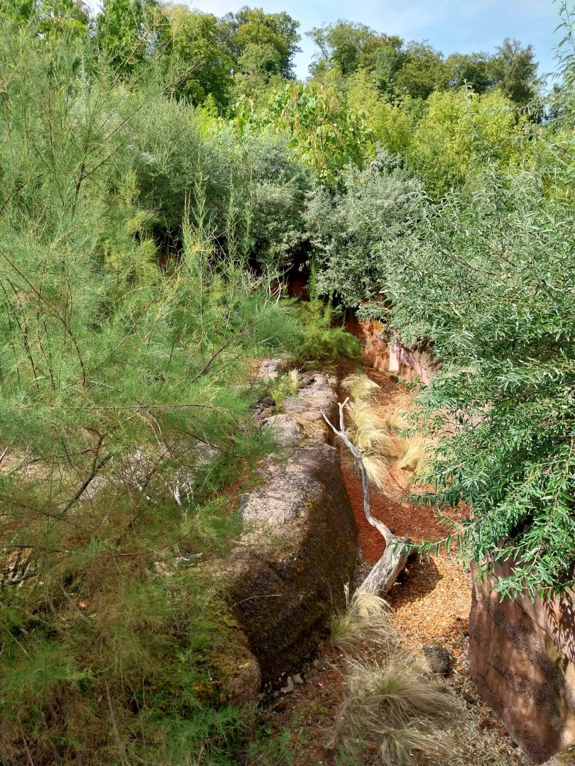 Australienhaus - Bell's Hinge-back tortoise enclosure
