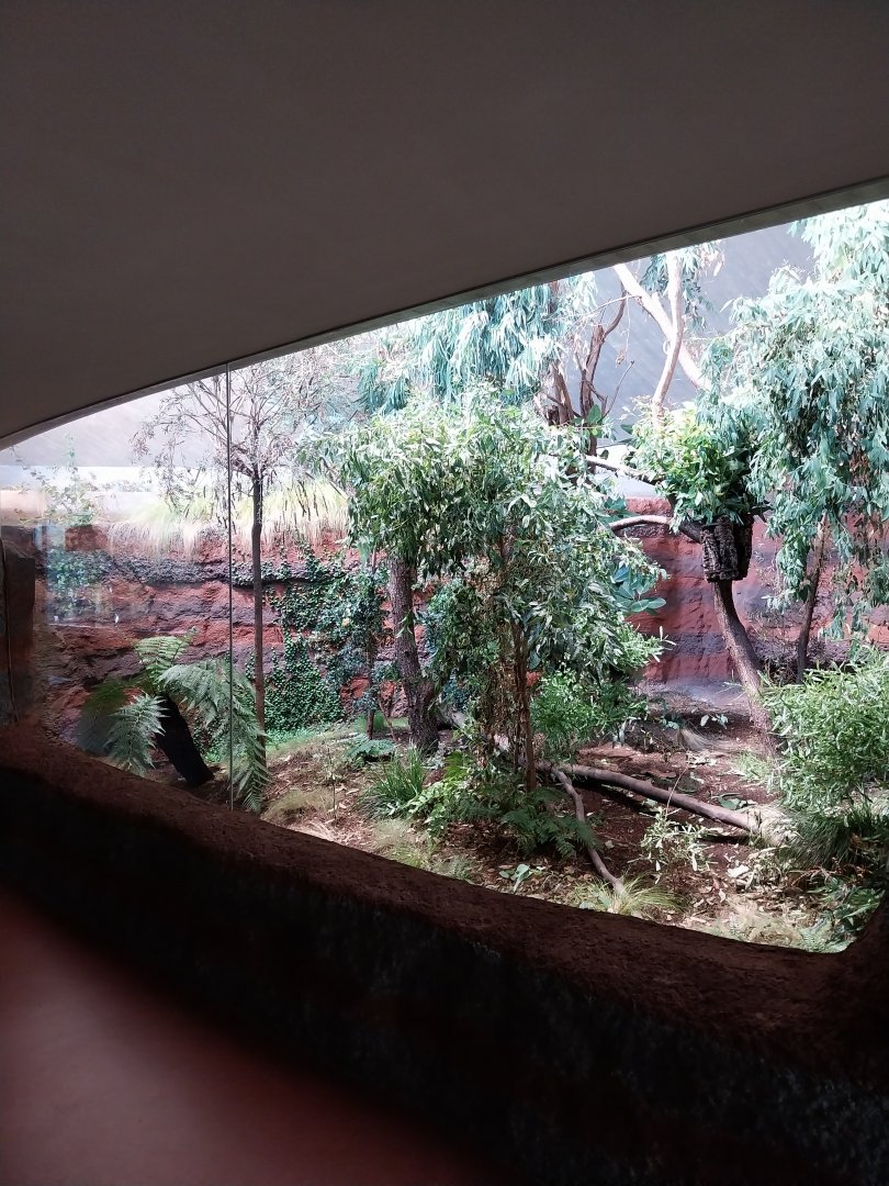 Australienhaus - First koala exhibit