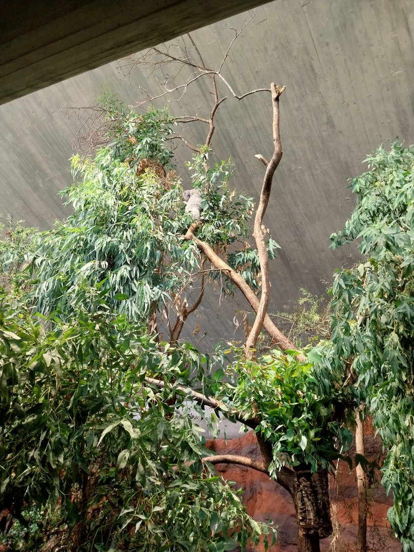 Australienhaus - First koala exhibit
