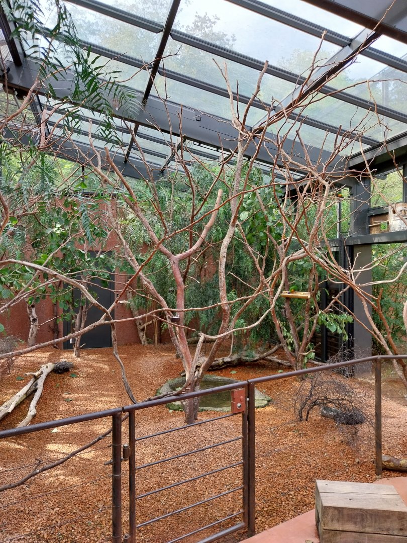 Australienhaus - Rainbow lorikeet aviary