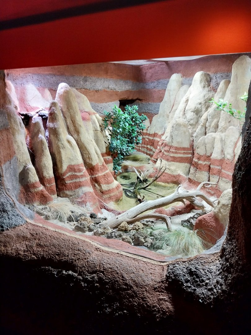 Australienhaus - Savu python exhibit