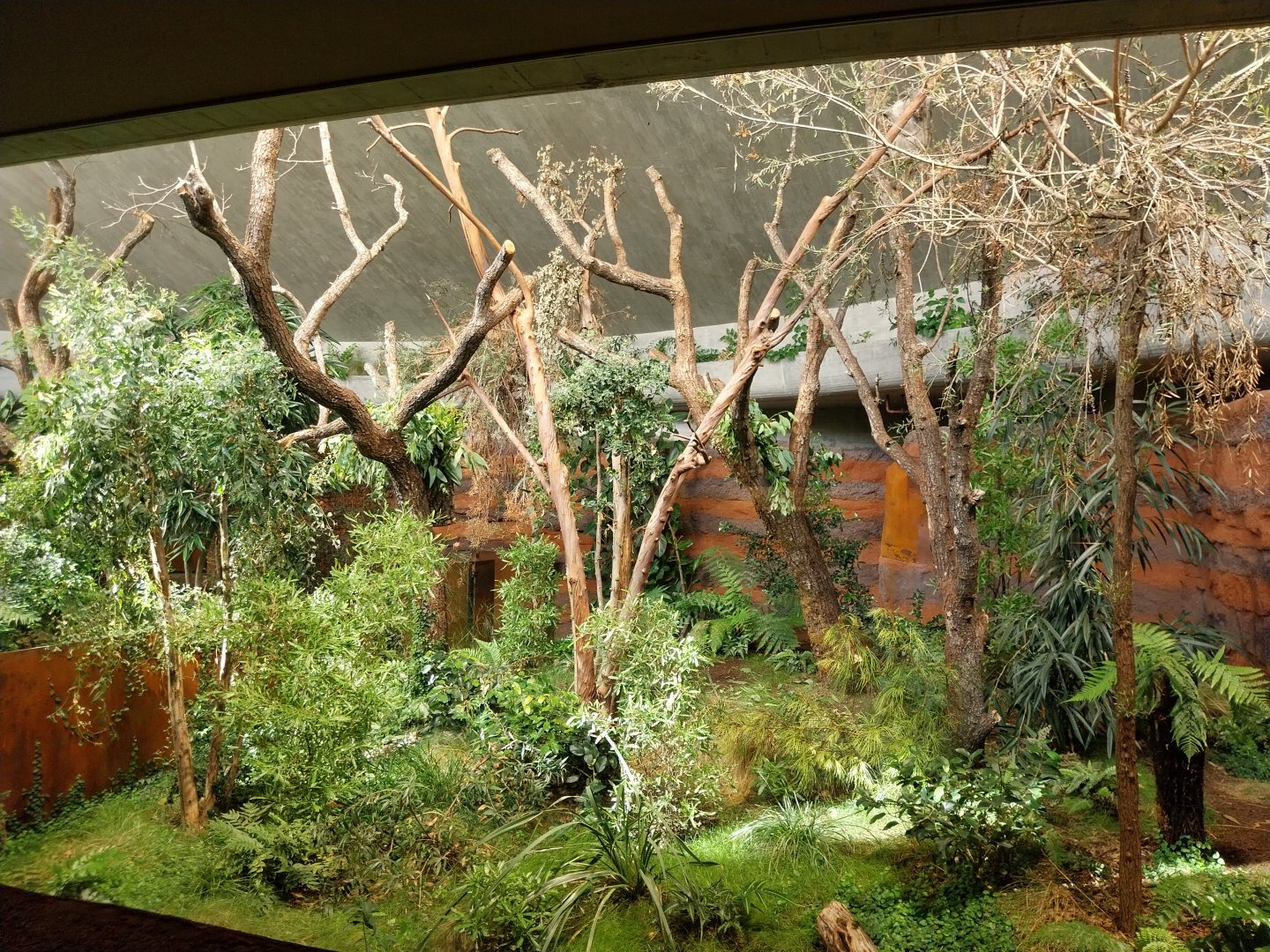 Australienhaus - Second koala exhibit