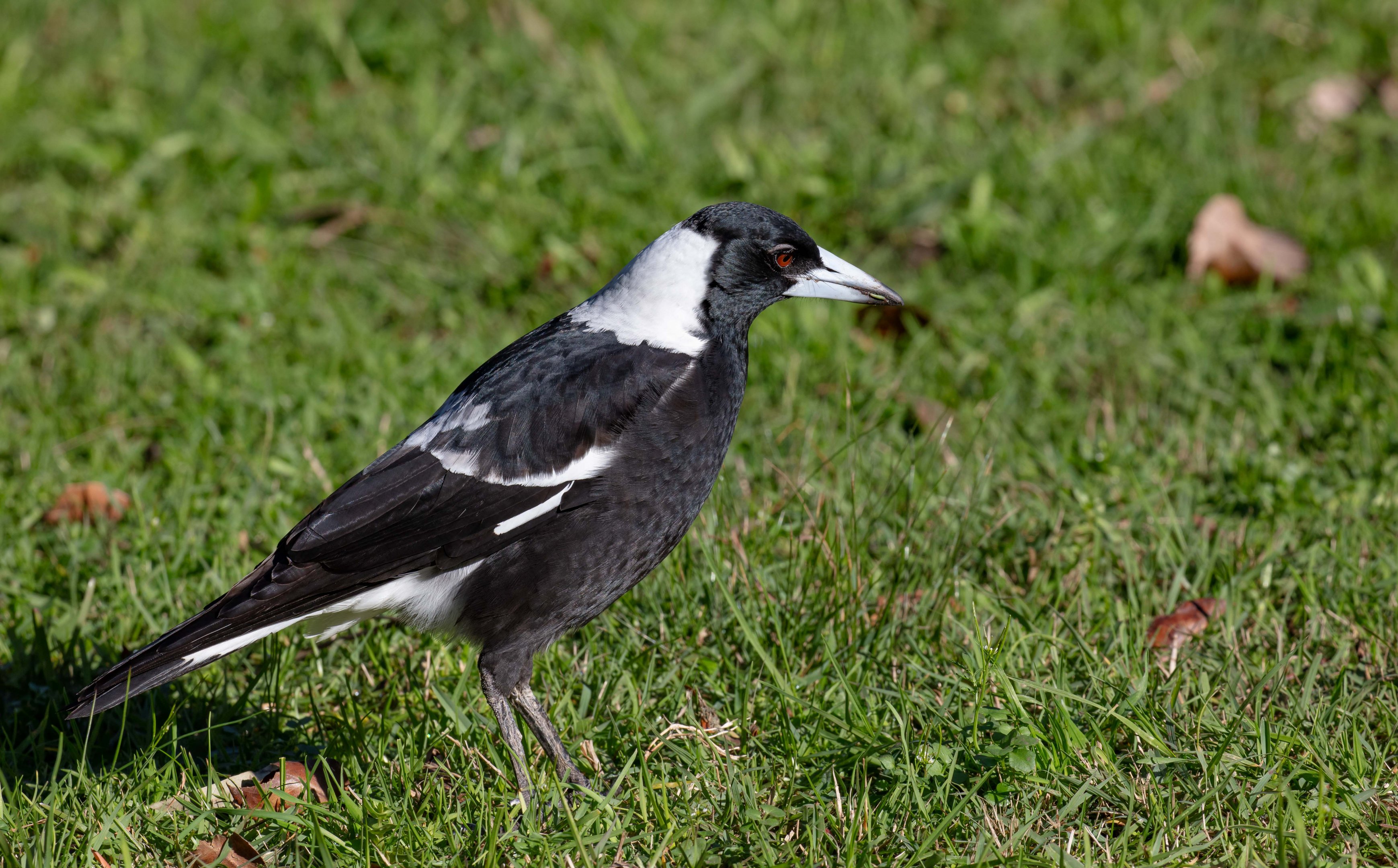 Australlian Magpie