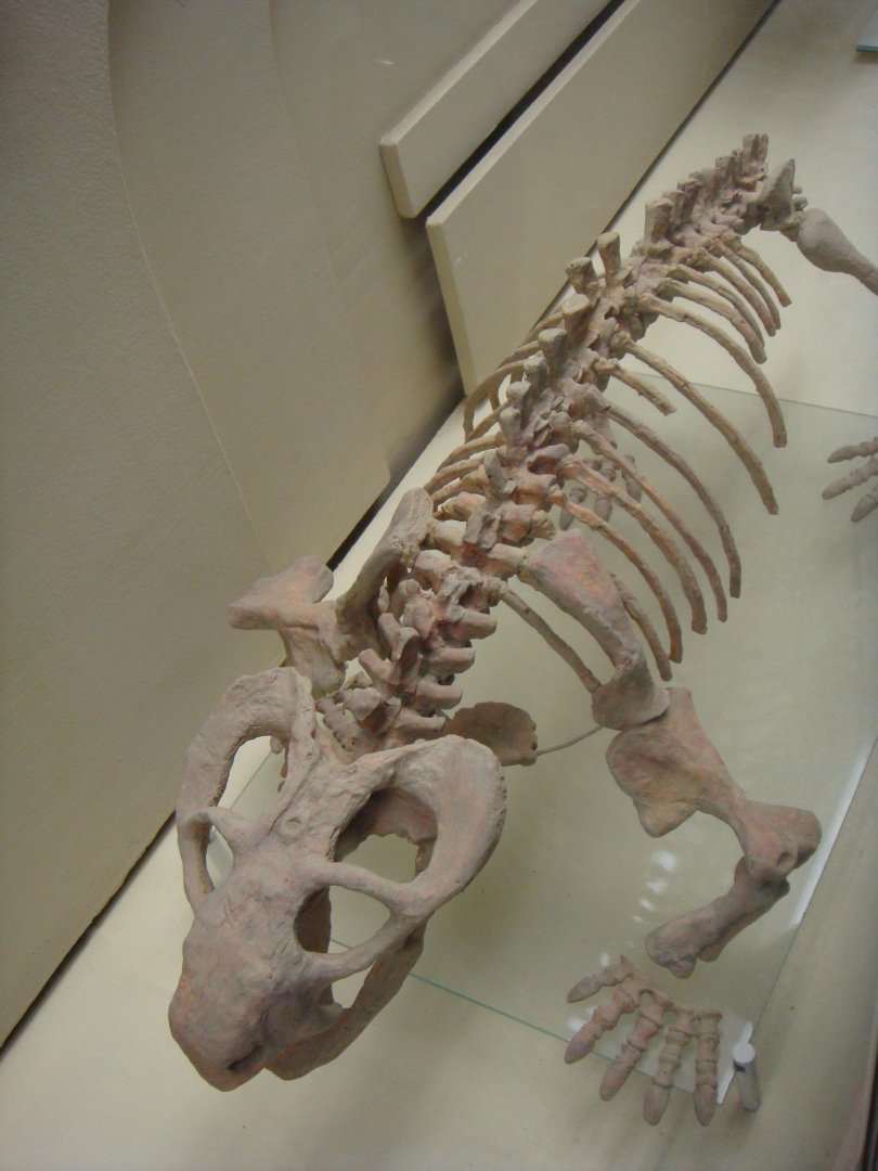 Australobarbarus skeleton