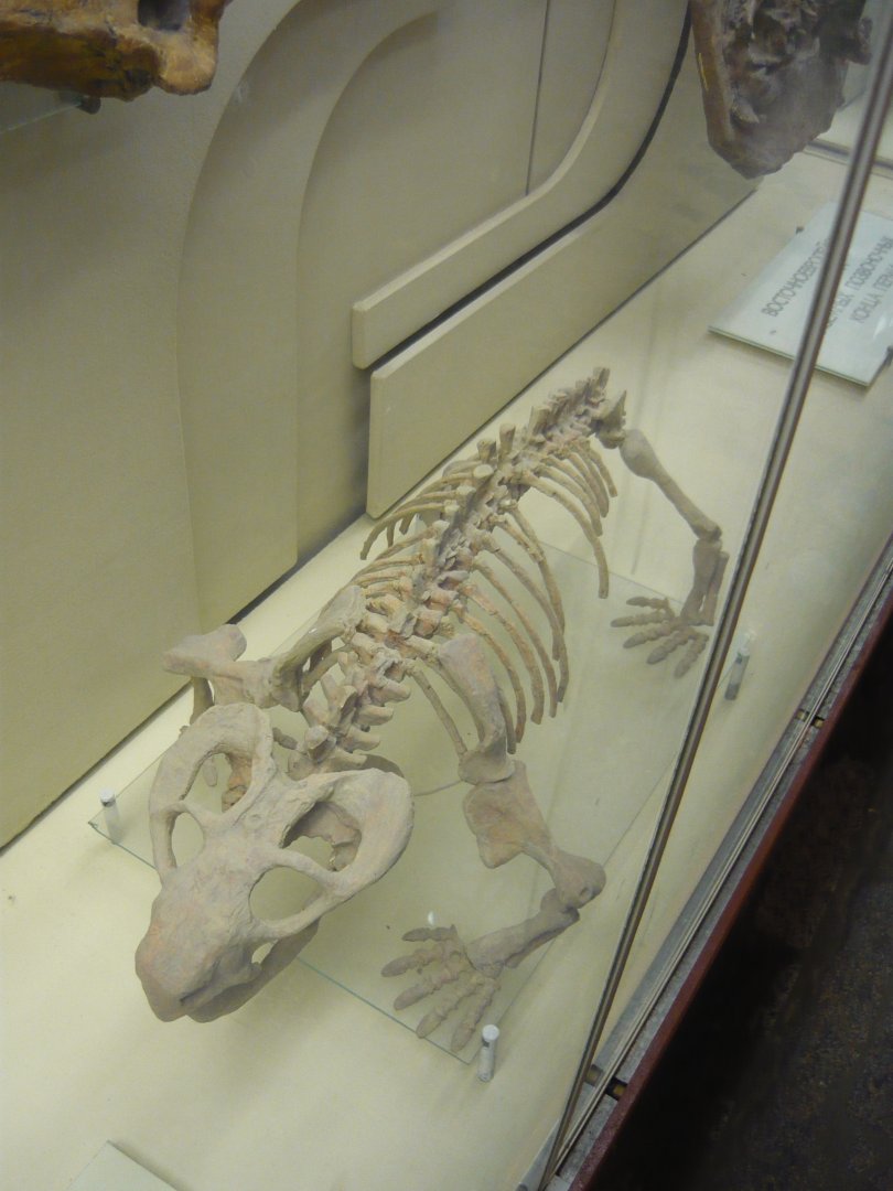 Australobarbarus skeleton