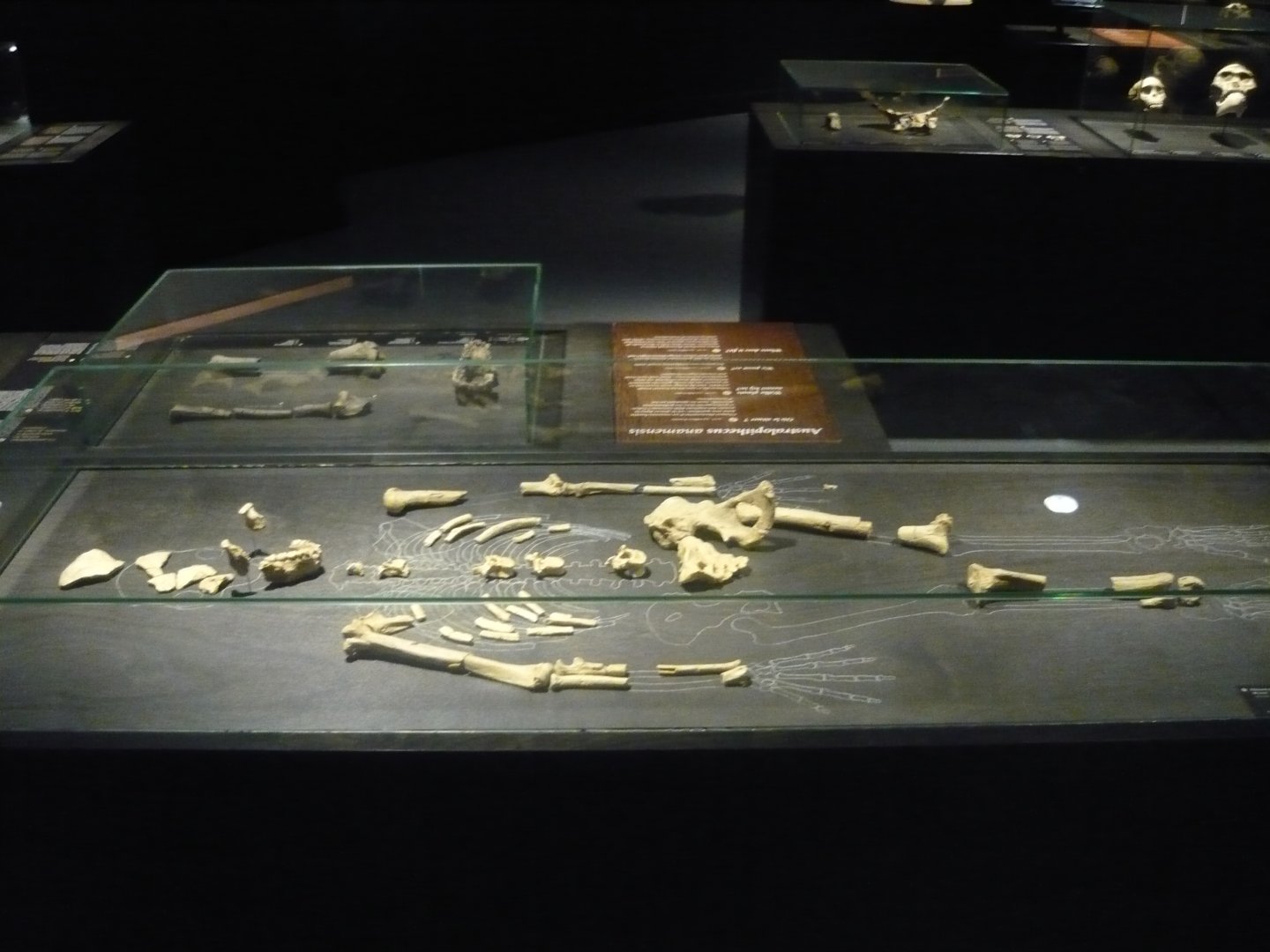 Australopithecus afarensis