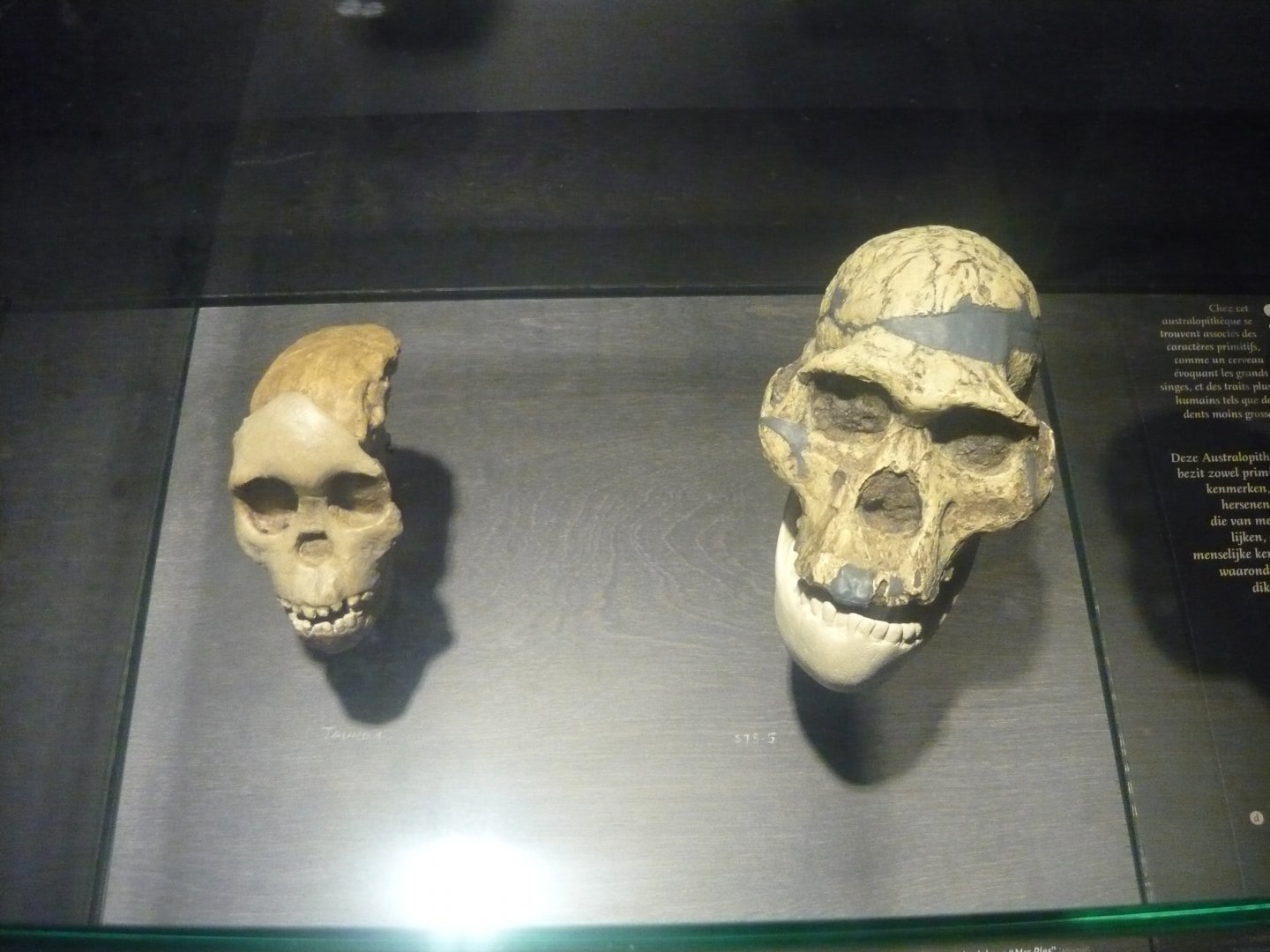 Australopithecus africanus