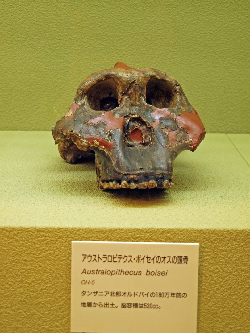 Australopithecus boisei skull