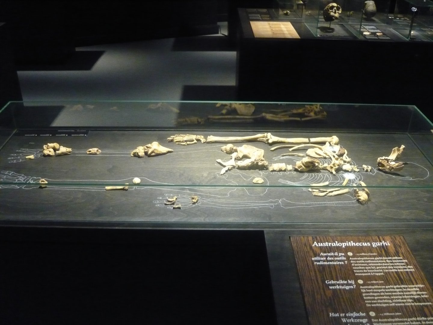 Australopithecus garhi