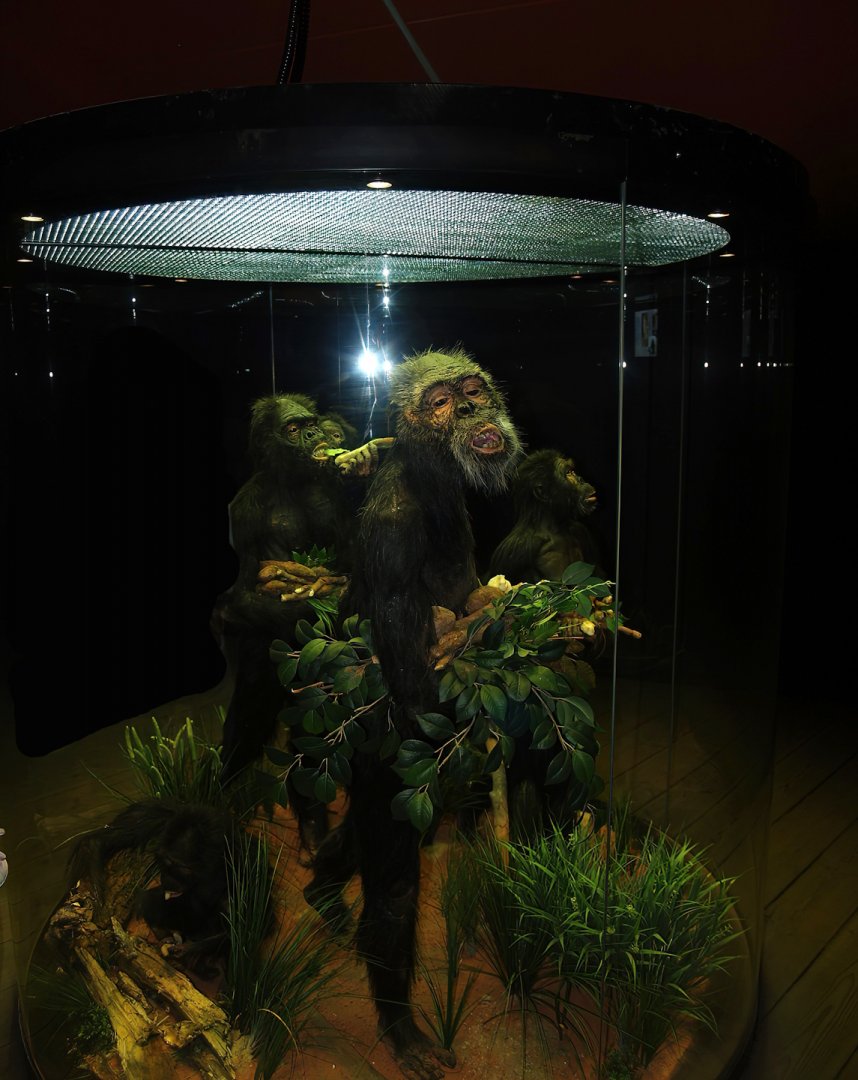 Australopithecus models in exhibition in bonobo house, 2007-09-16