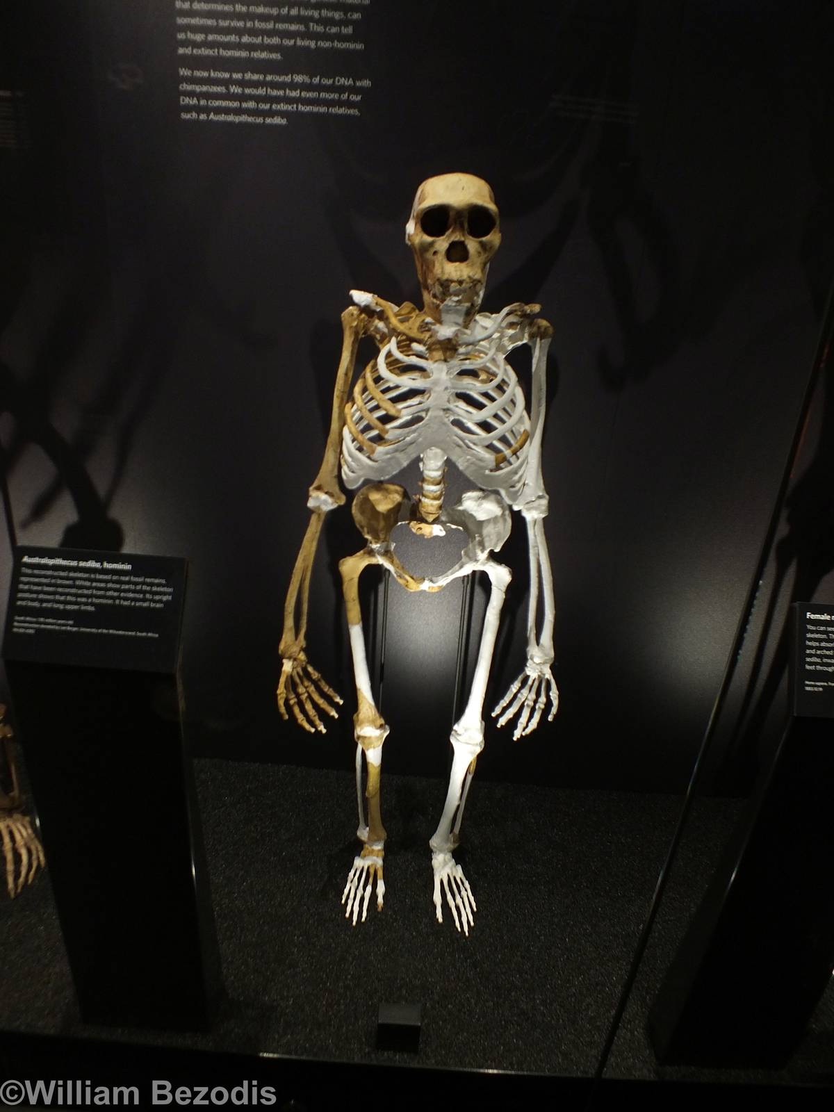 Australopithecus sediba - NHM London