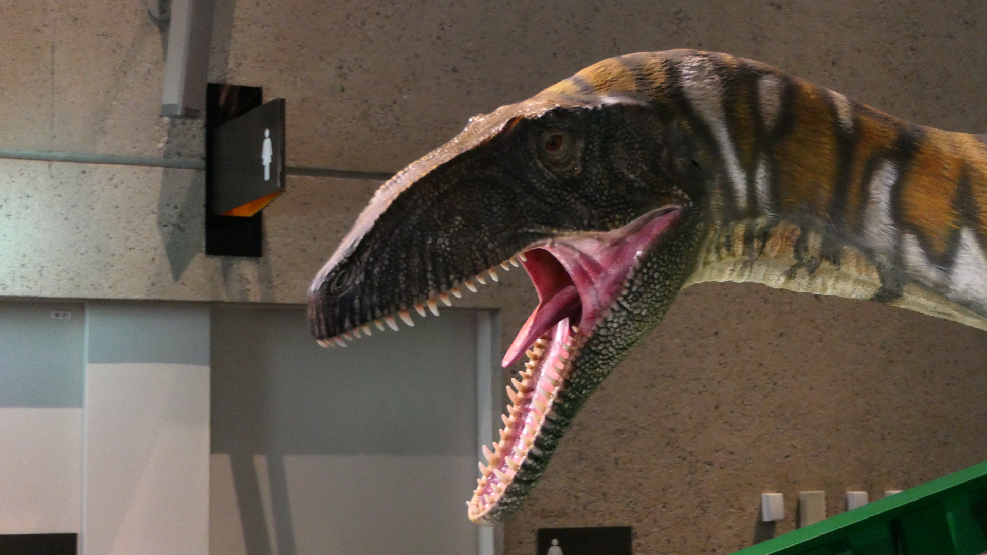 Australovenator wintonensis Model