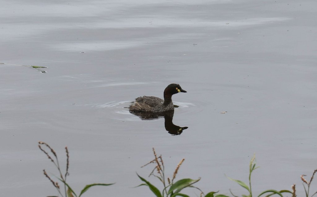 Austrasian Grebe
