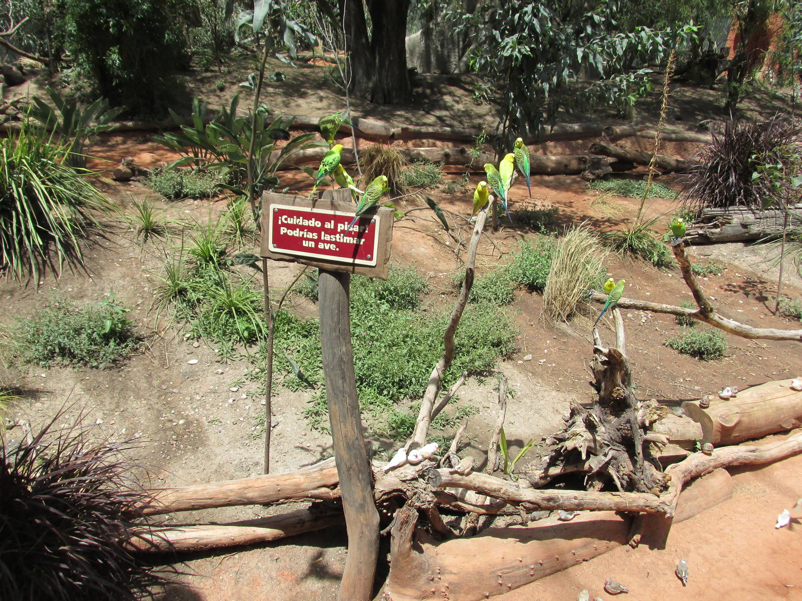 austrialian aviary africam safari