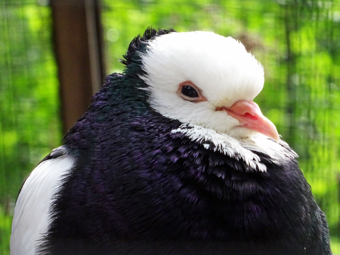 Austrian Domestic Pigeon