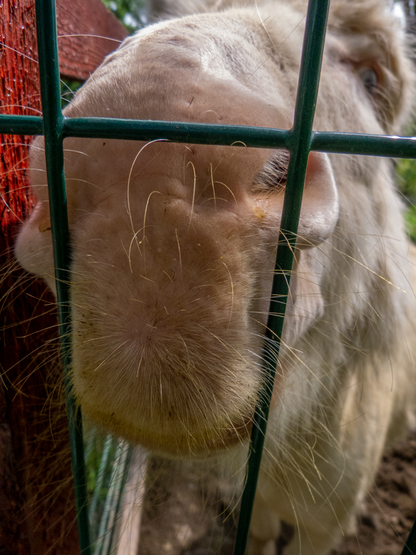Austrian Hungarian White Baroque Donkey