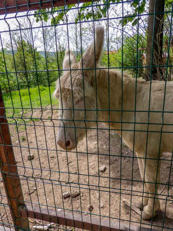 Austrian Hungarian White Baroque Donkey