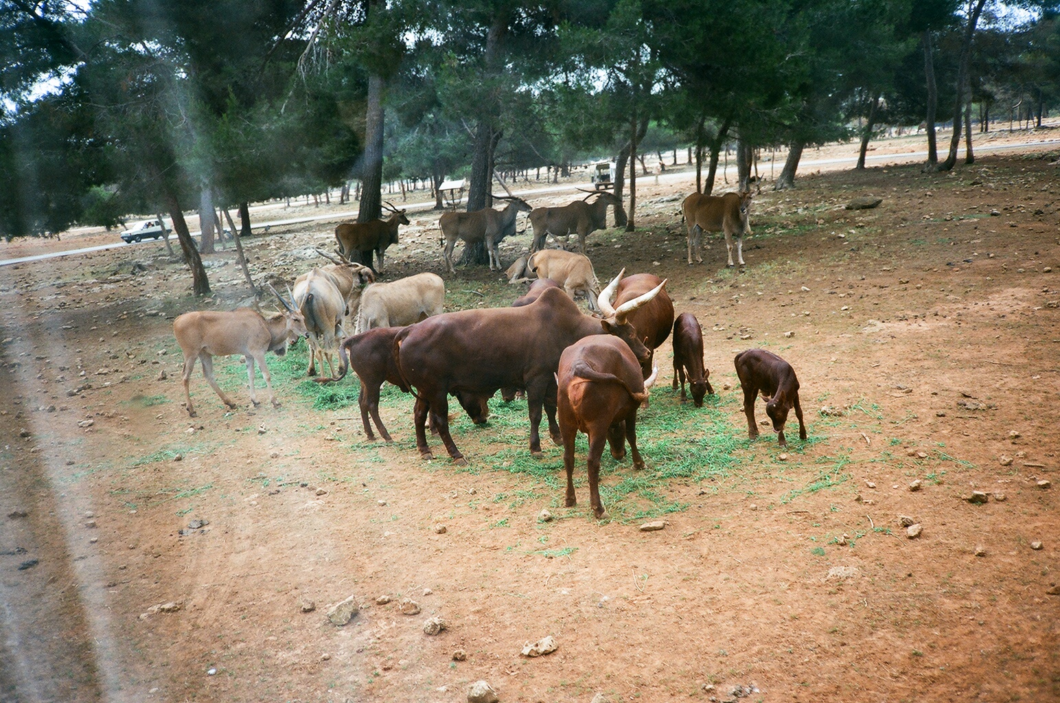 Auto Safari Zoo 1989 - Ankole Cattle and Eland