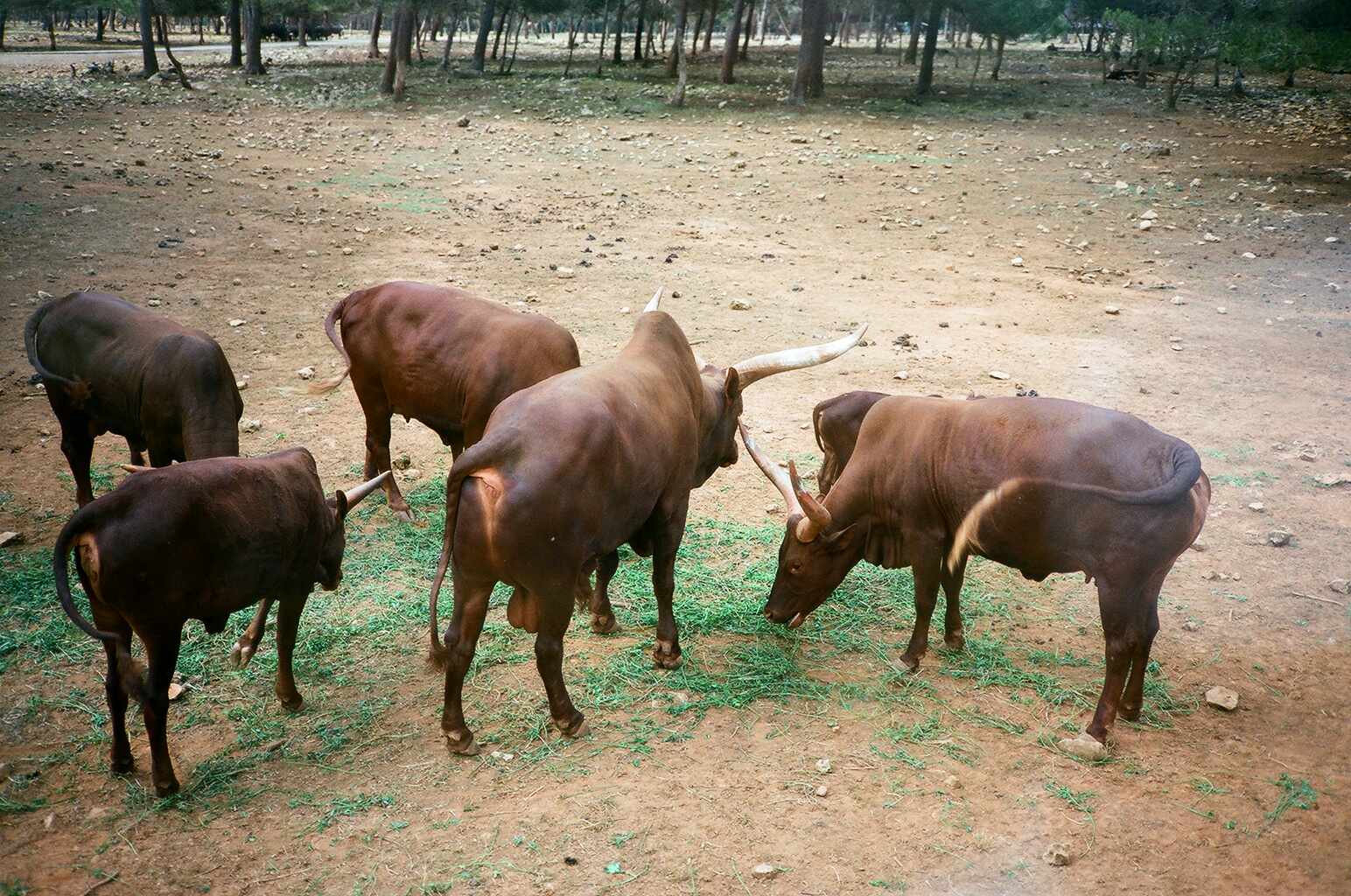 Auto Safari Zoo 1989 - Ankole Cattle