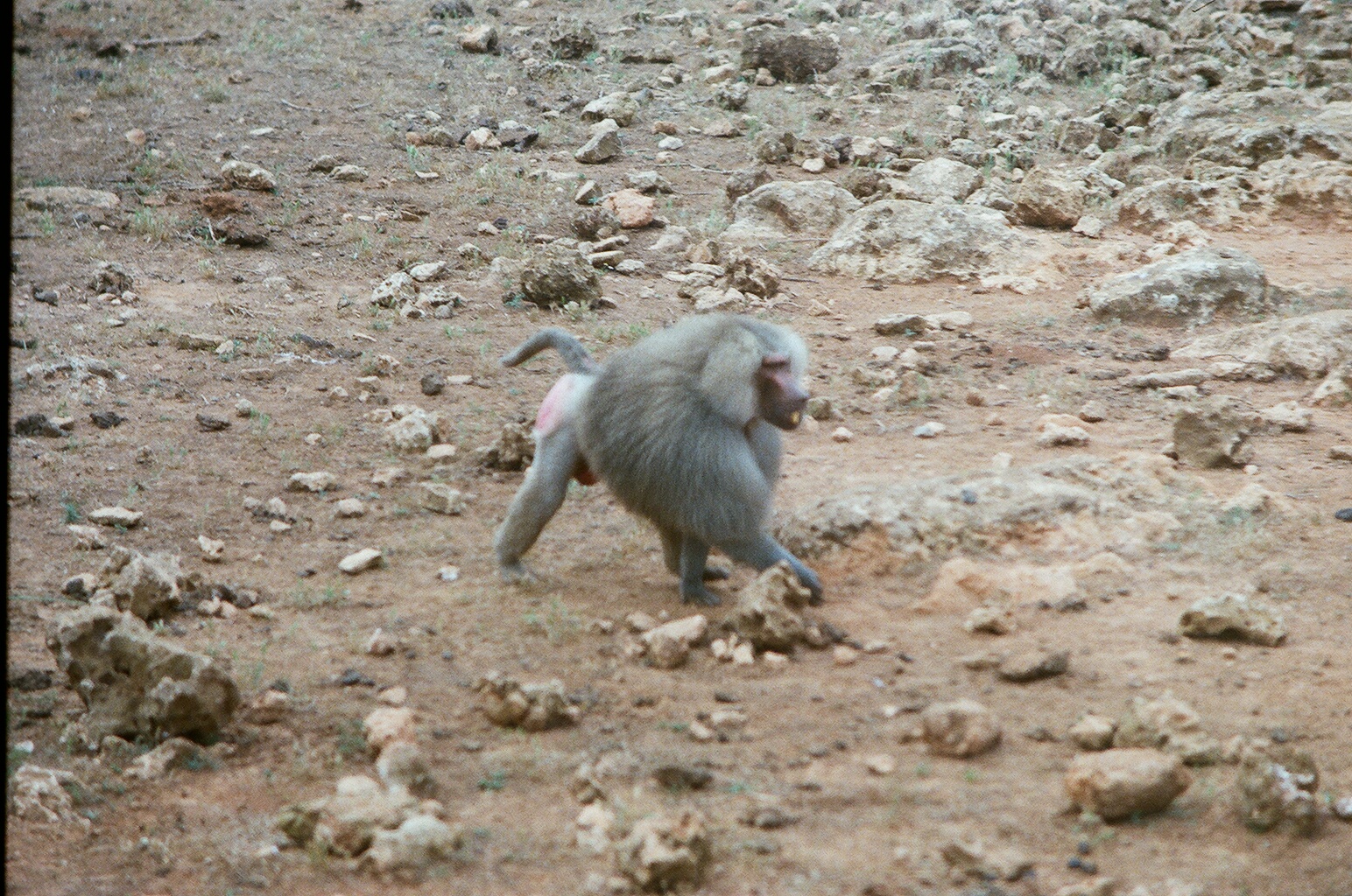 Auto Safari Zoo 1989 - Baboon