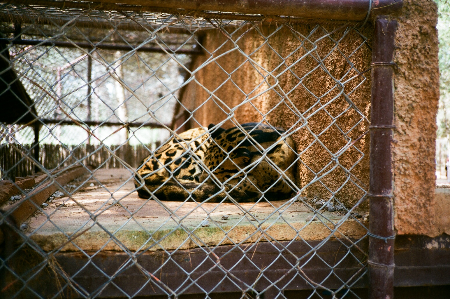 Auto Safari Zoo 1989 - Clouded Leopard