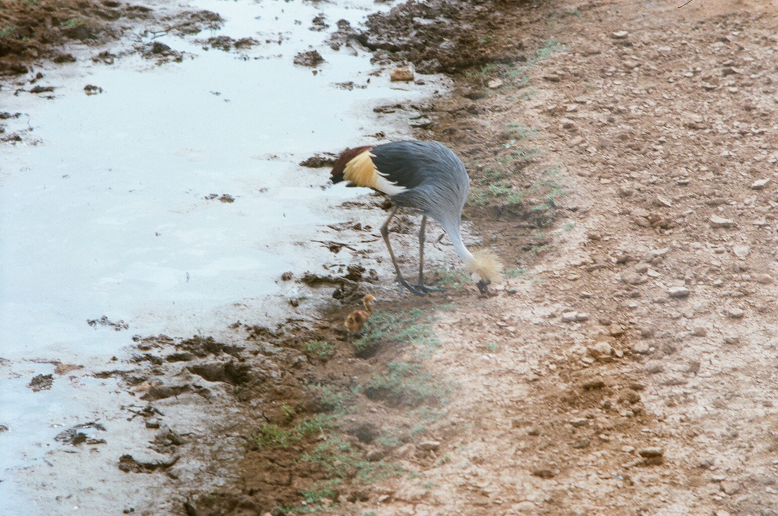 Auto Safari Zoo 1989 - Crowned Crane and chick