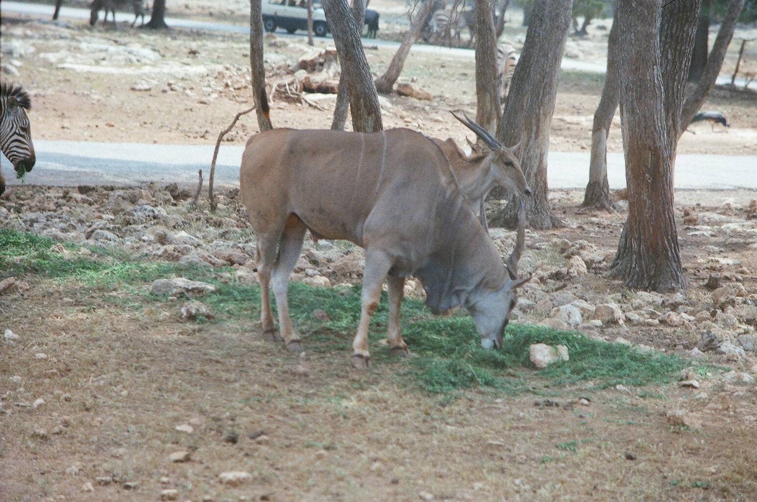 Auto Safari Zoo 1989 - Eland and Zebra