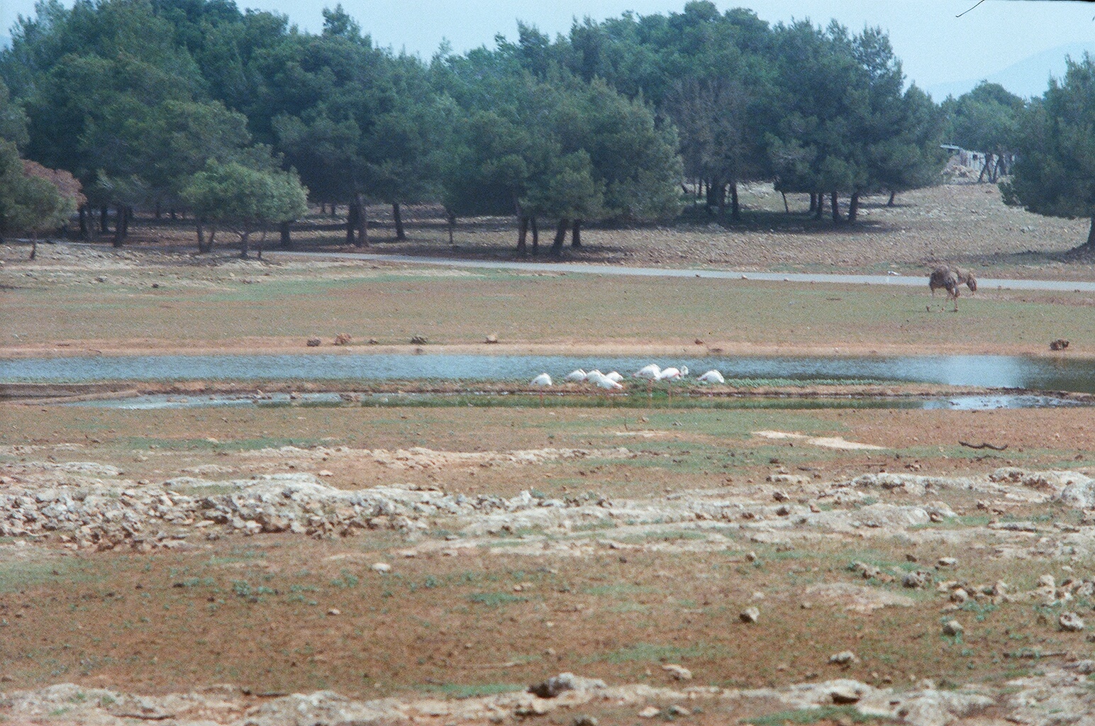 Auto Safari Zoo 1989 - General scene