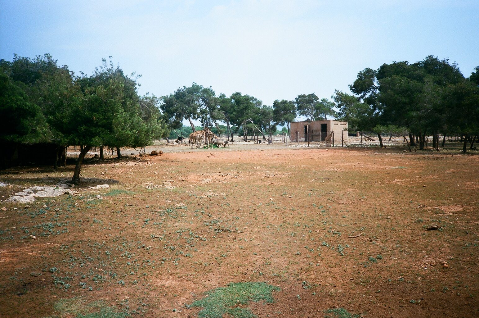 Auto Safari Zoo 1989 - General scene